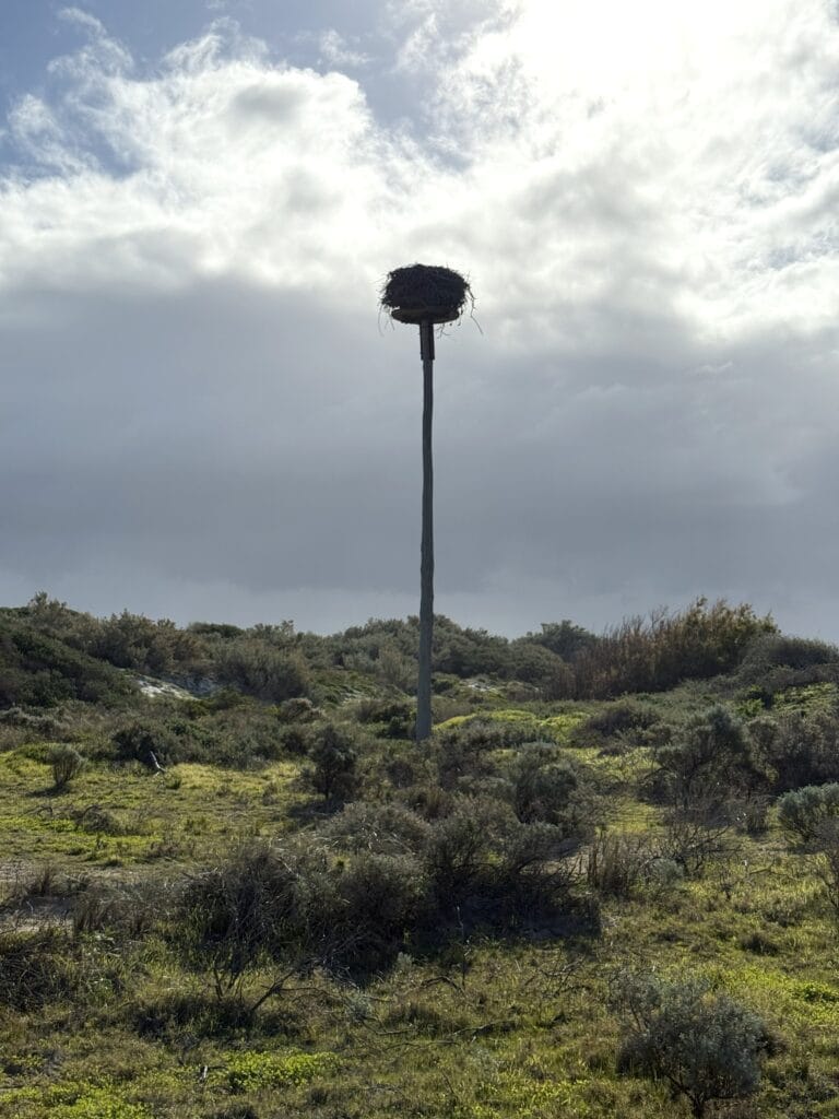 Osprey nest