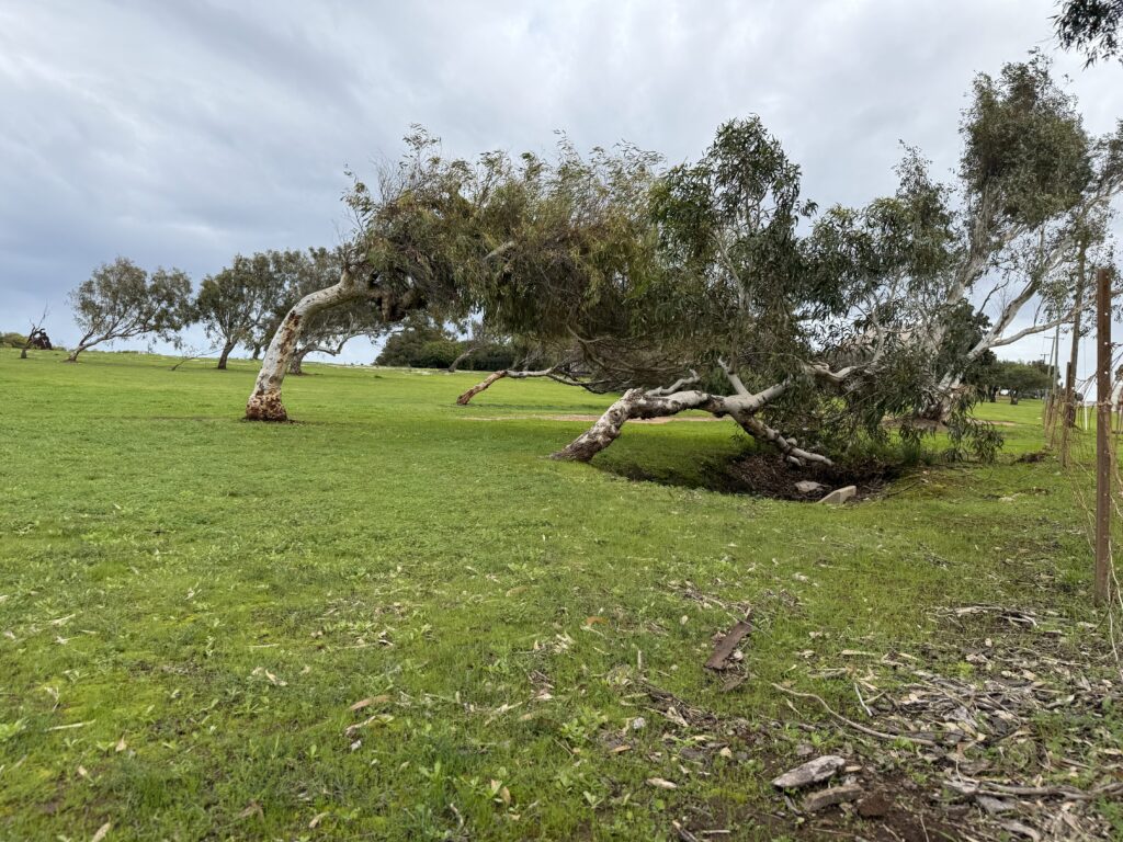 Leaning trees at Greenough highlighting how continuous and strong the wind is.