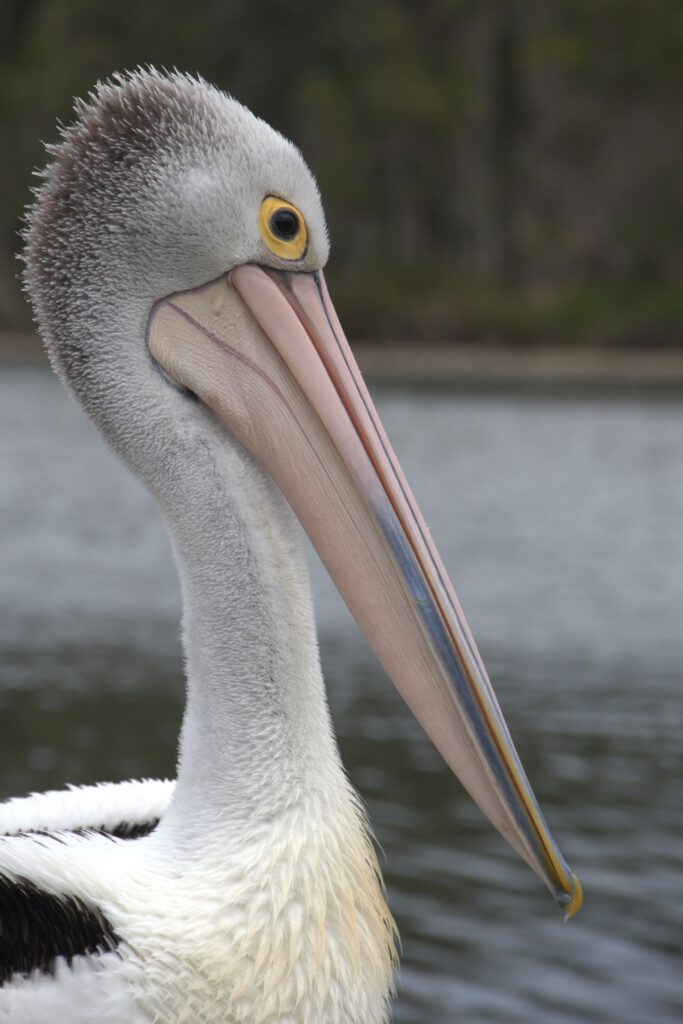 Close up of pelican showing yellow ring around eye and huge pink bill