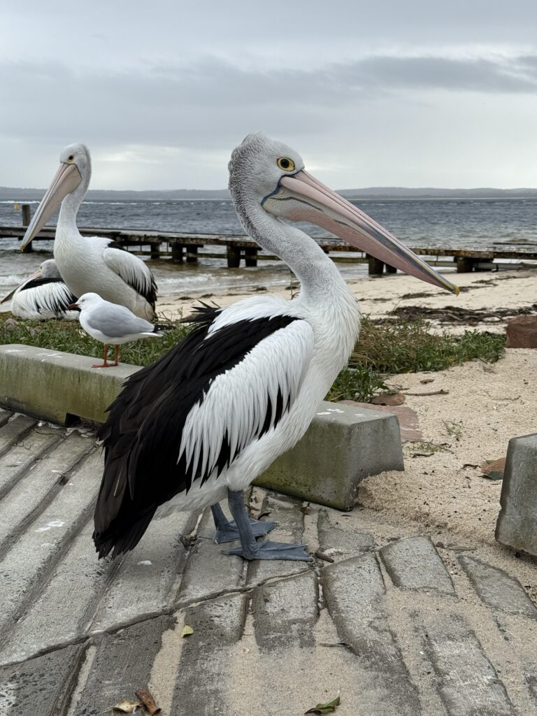 Pelican posing for the camera on boat ramp