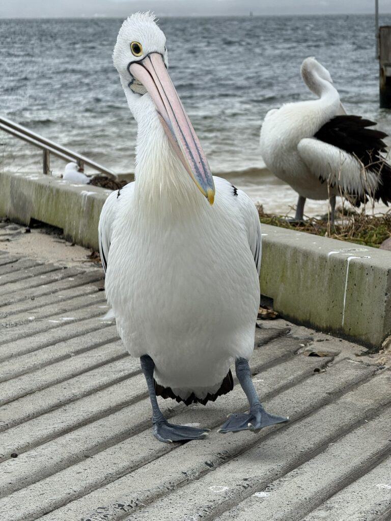 Pelican walking towards the camera