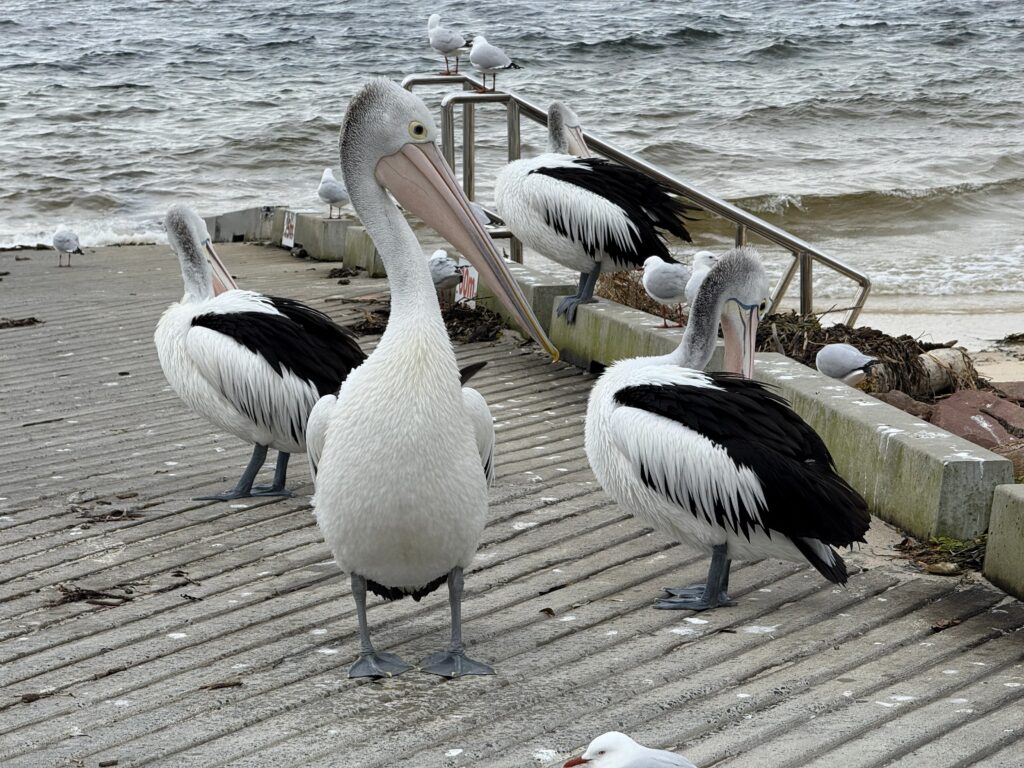 Four black and white Australian pelicans on a boat ramp in Port Stephens