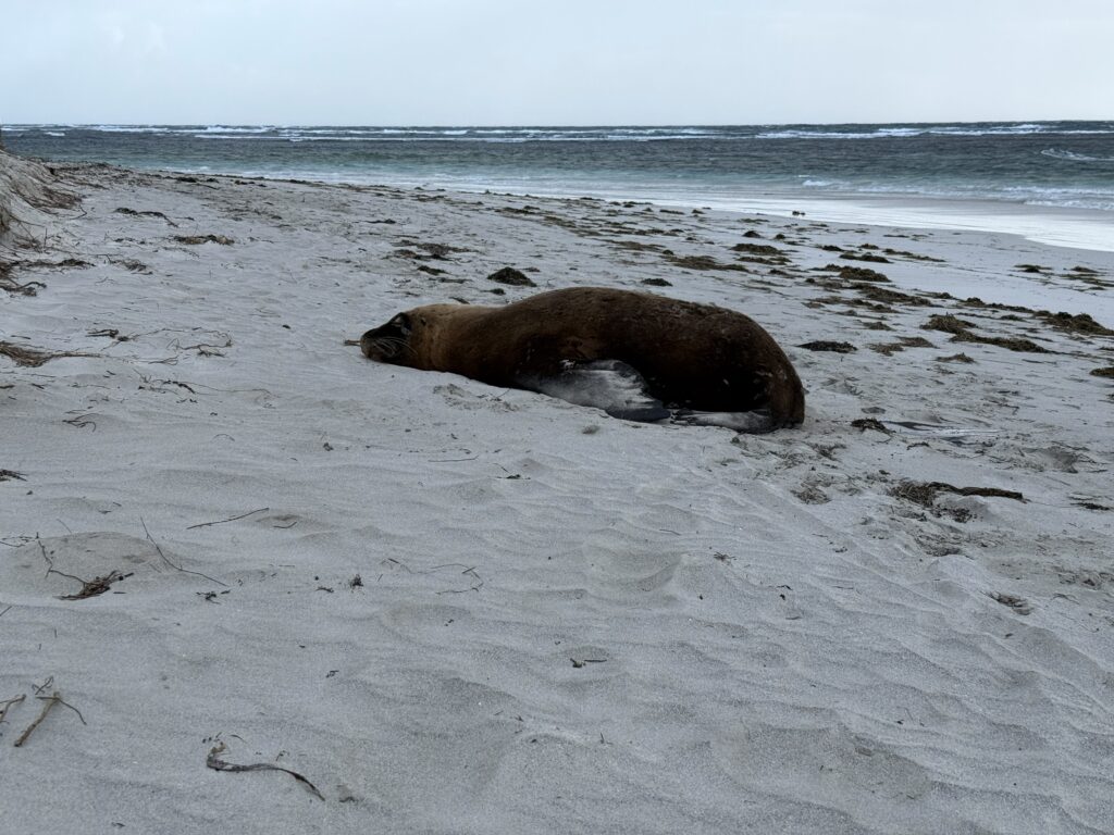 Sea Lion hauled out for a rest on the beach at Geraldton Foreshore.