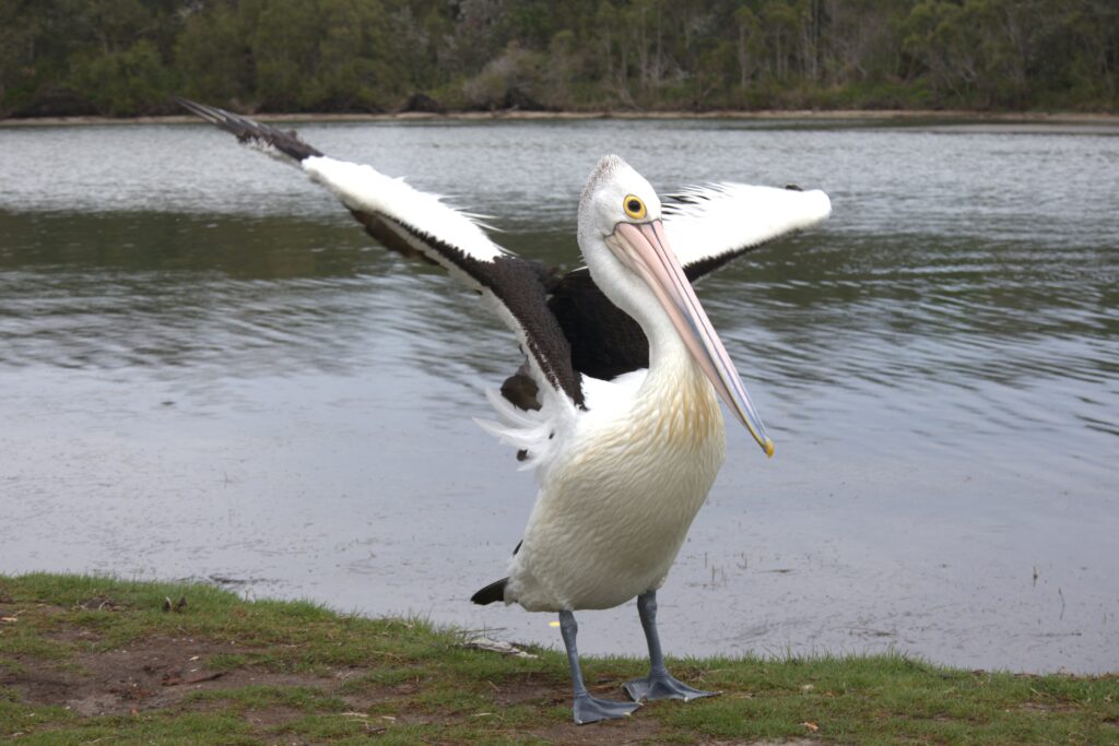 Pelican stretching its wings