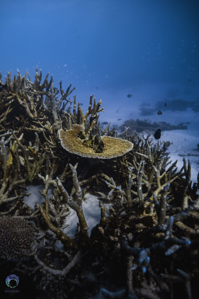Coral on Ningaloo Reef
