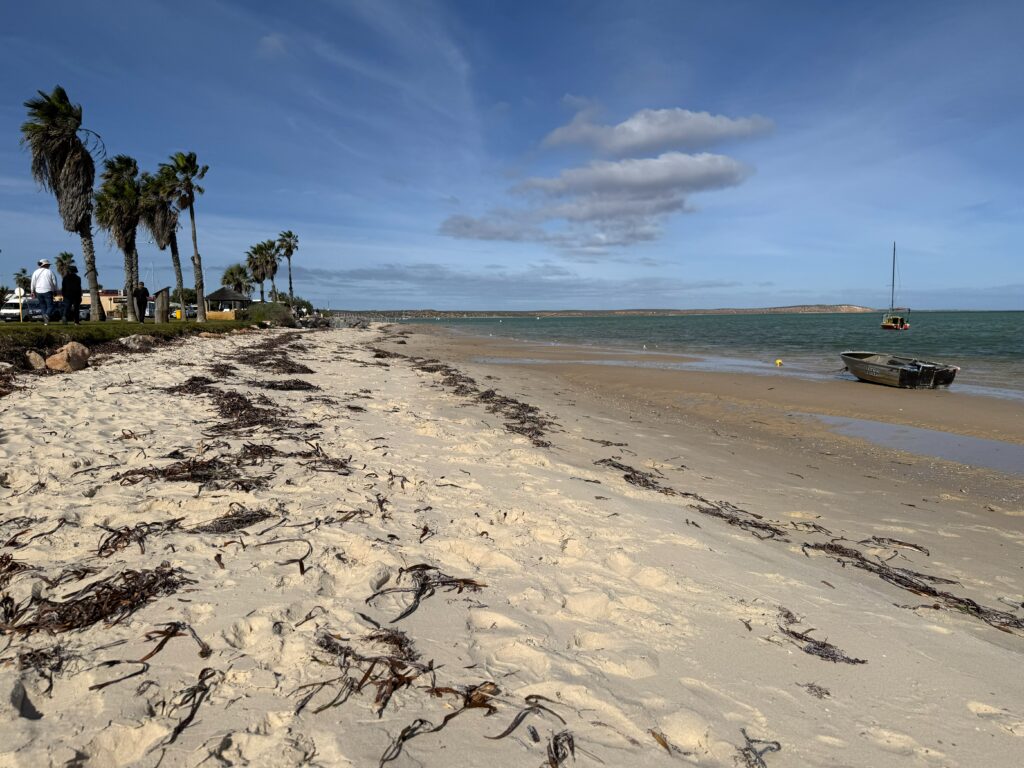 The foreshore, beach and bay at Denham with palm trees and boats
