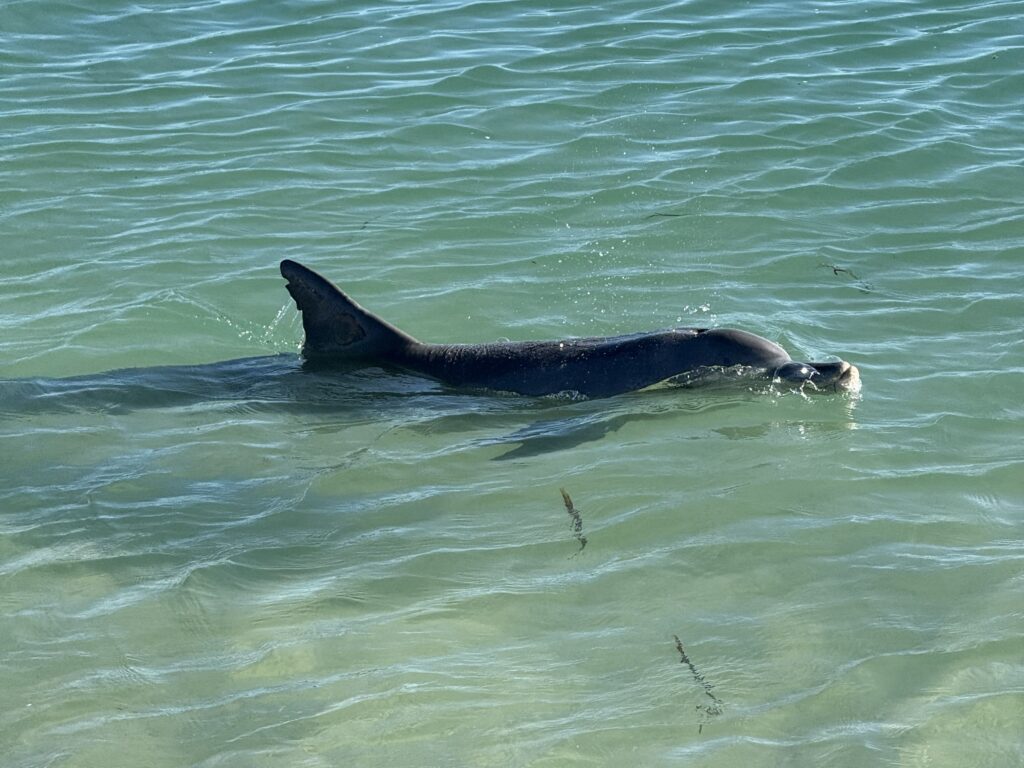 Dolphin swimming in the shallows at Monkey Mia , Shark Bay