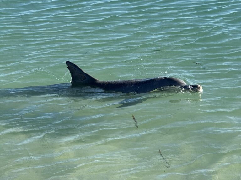 Dolphin swimming in the shallows at Monkey Mia , Shark Bay