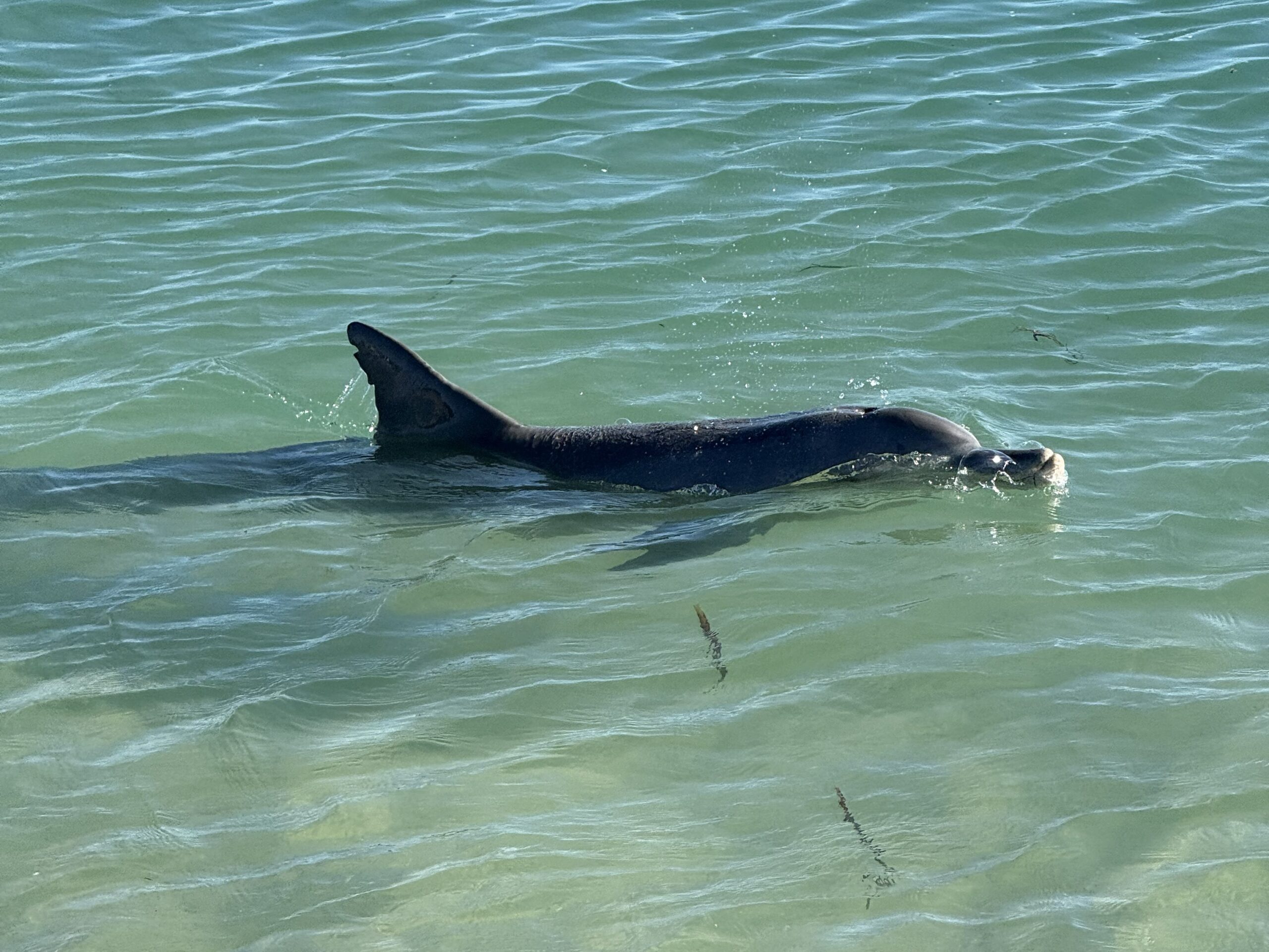 Dolphin swimming in the shallows at Monkey Mia , Shark Bay