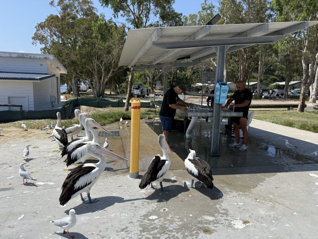 Pelicans enjoying a feed at the Little Beach fish cleaning table