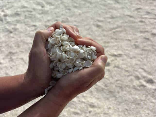 Tiny white Cockle shells held in hands in the shape of a heart at Shell Beach, Shark Bay, WA