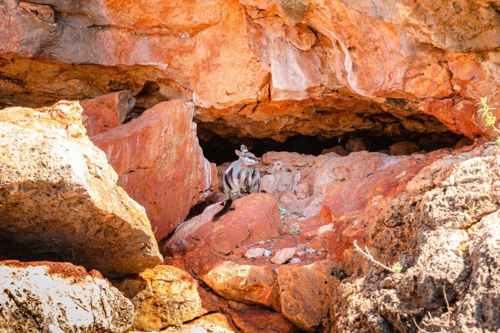 Rock Wallaby sitting amongst the red sandstone on the edge of Yardie Creek, Ningaloo