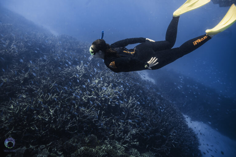 Snorkeling on Ningaloo Reef, Western Australia