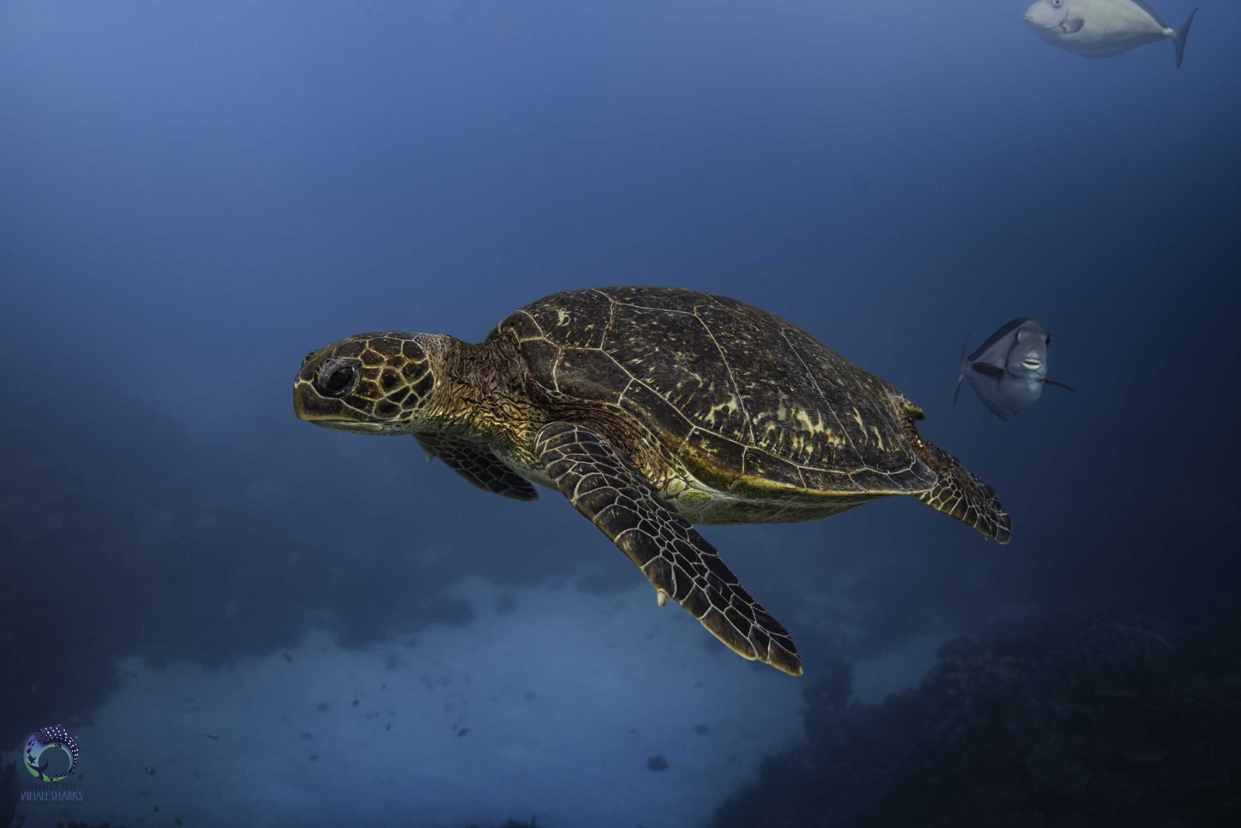 Swimming with turtles on Ningaloo Reef