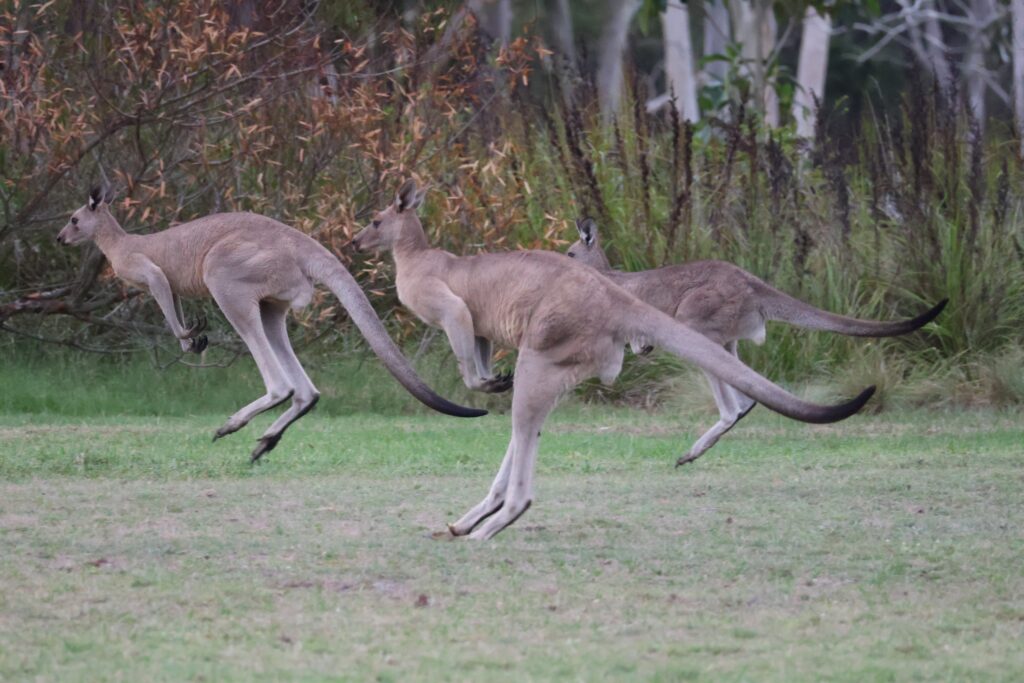 Eastern grey kangaroos bounding across open grassland into the adjacent bushland