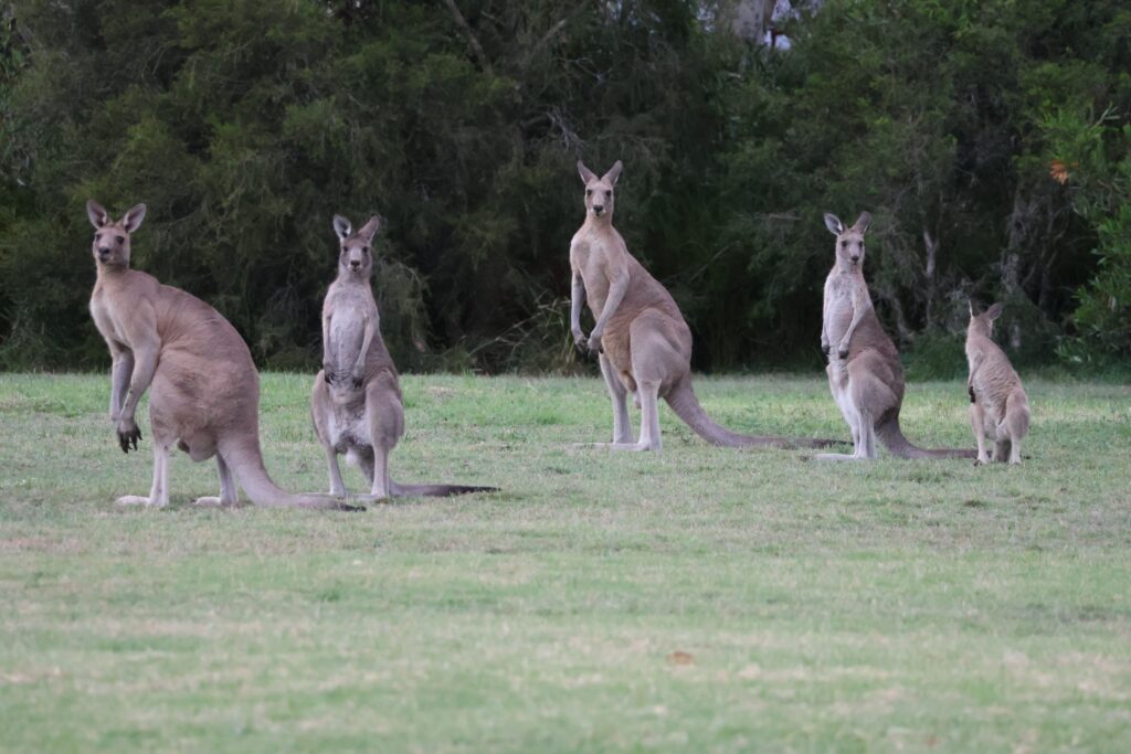 A family group of Eastern Grey Kangaroos keeping a watchful eye at dusk