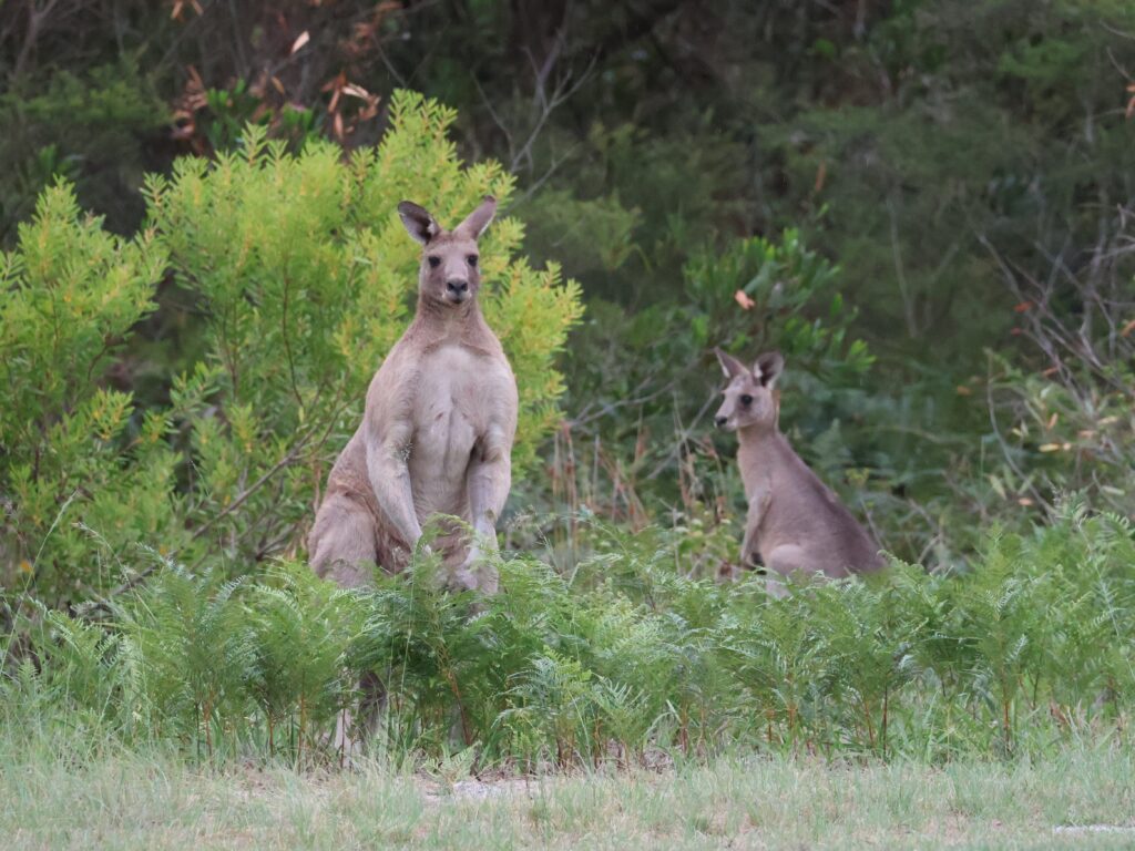 Male and female kangaroos on the edge of bushland