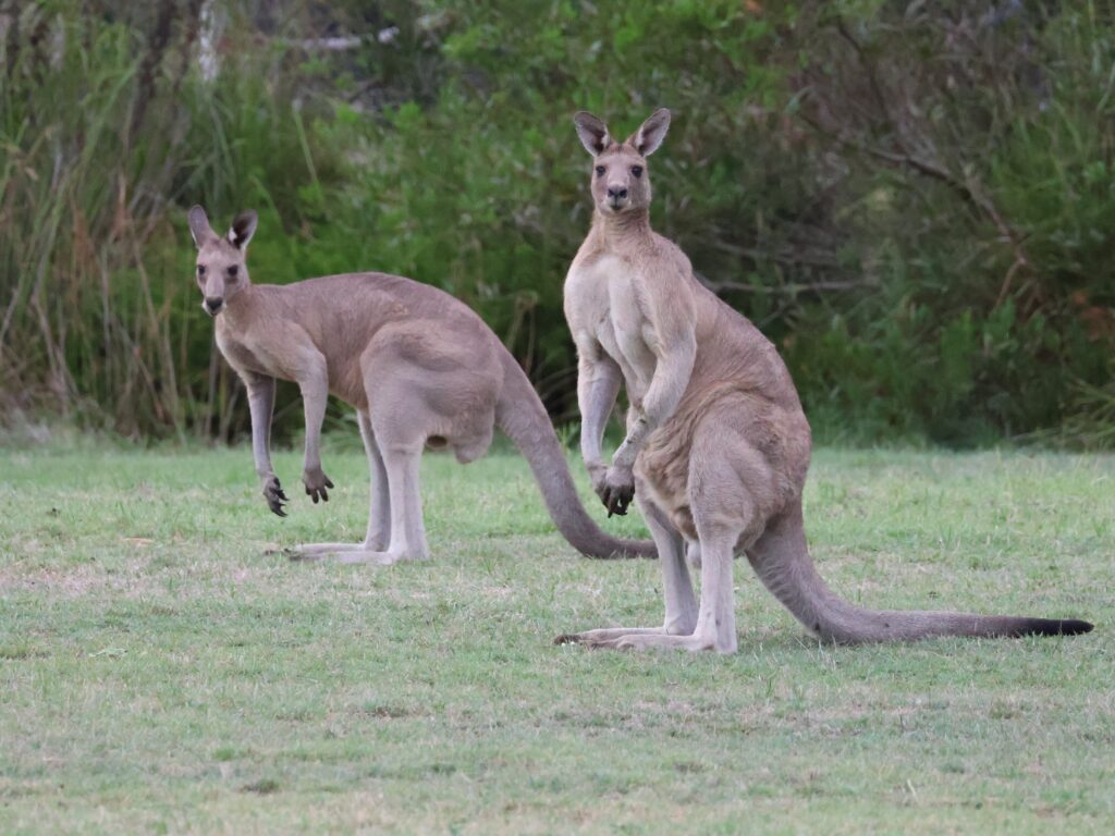 Two male Eastern Grey Kangaroos