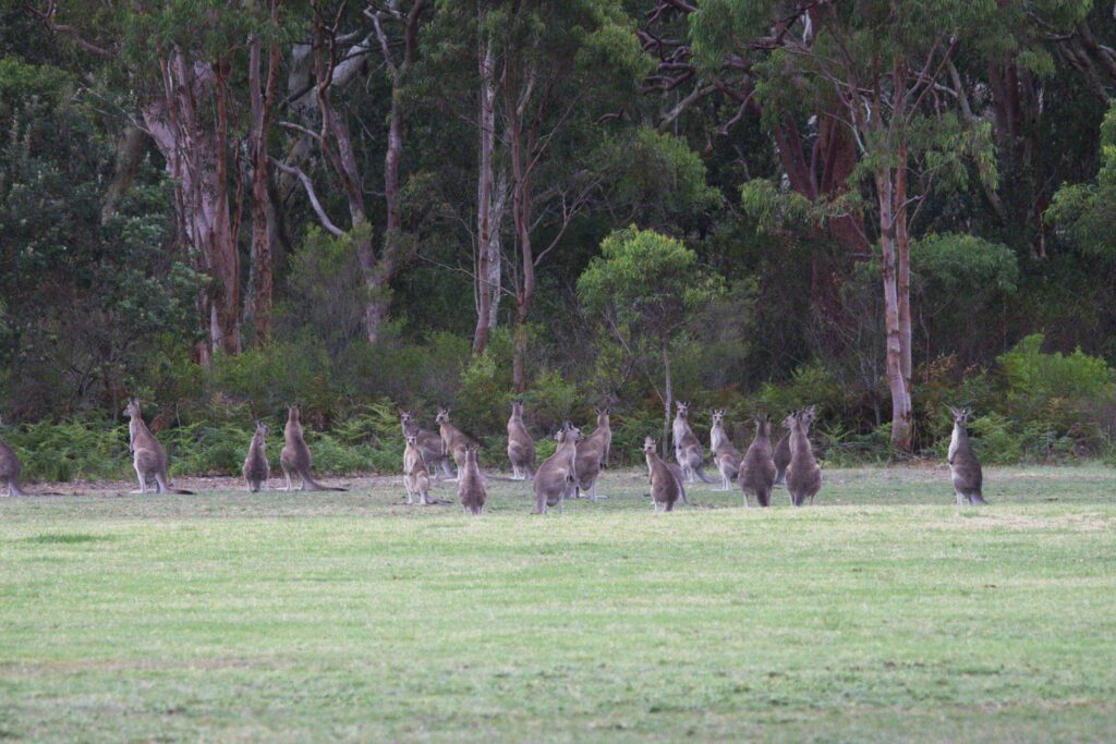 The mob of kangaroos at the Alexander Park Dressage Club, Salt Ash in Port Stephens