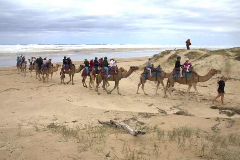 Families riding camels through the sand dunes on Stockton Beach.