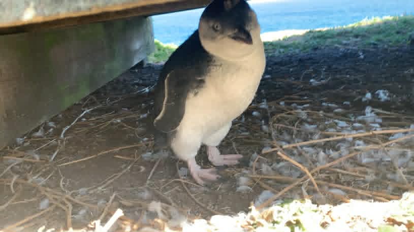 Little penguin sheltering under the walkway on Phillip Island