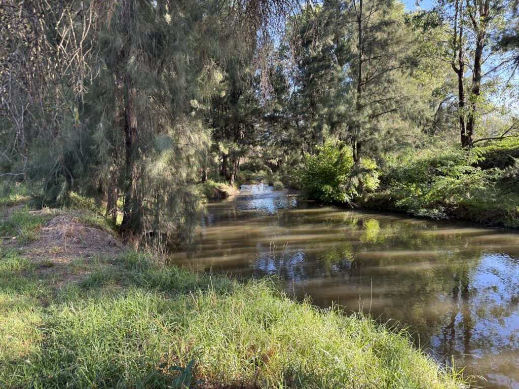 Trees overhanging a deep pool on the Cudgegong River in the Putta Bucca Wetlands in Mudgee.
