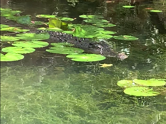 Salt water crocodile swimming in clear water in Far North Queensland