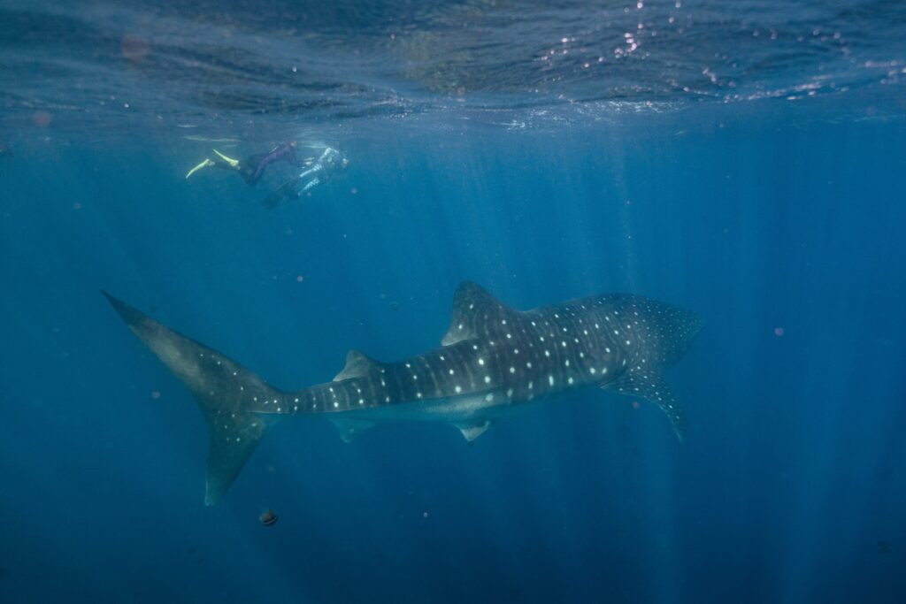 Snorkeller encounters a massive whale shark on Ningaloo Reef, Western Australia