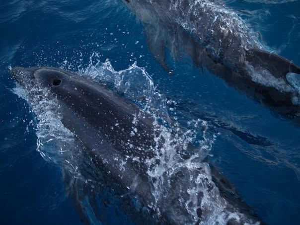 Dolphines surfacing for a breath