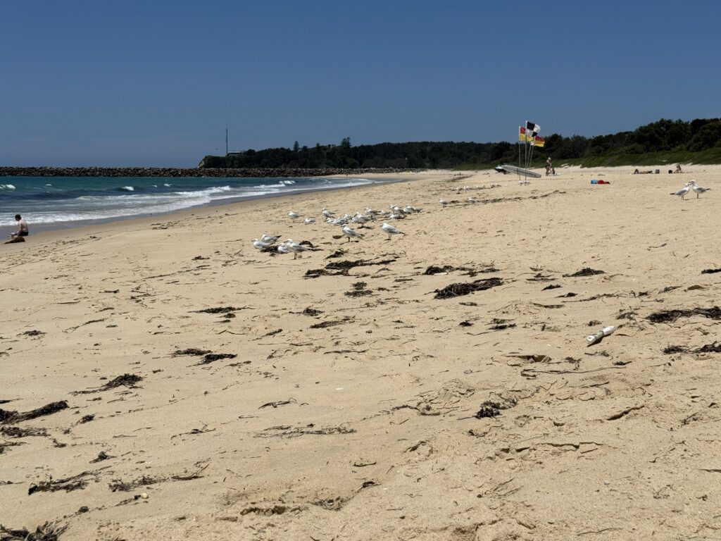 A flock of seagulls sit on the sandy beach in front of the flags at Blacksmiths Beach. Swansea Channel breakwall. Lake Macquarie can be seen in the distance.