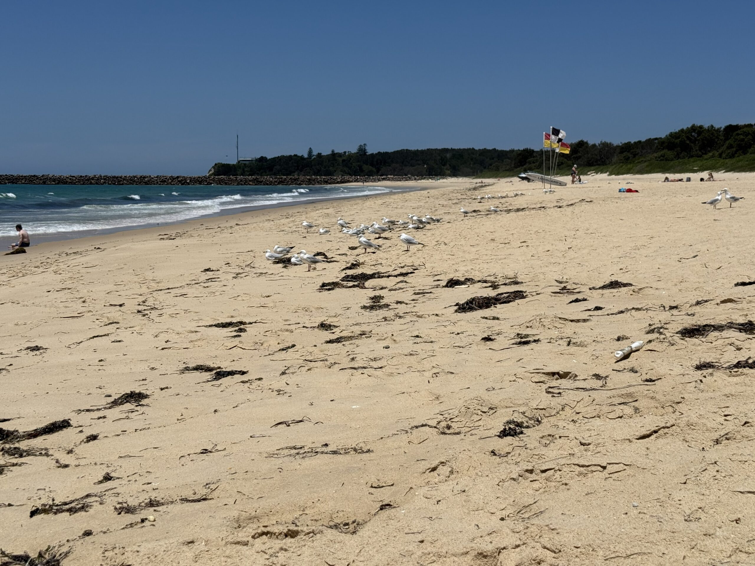 A flock of seagulls sit on the sandy beach in front of the flags at Blacksmiths Beach. Swansea Channel breakwall. Lake Macquarie can be seen in the distance.