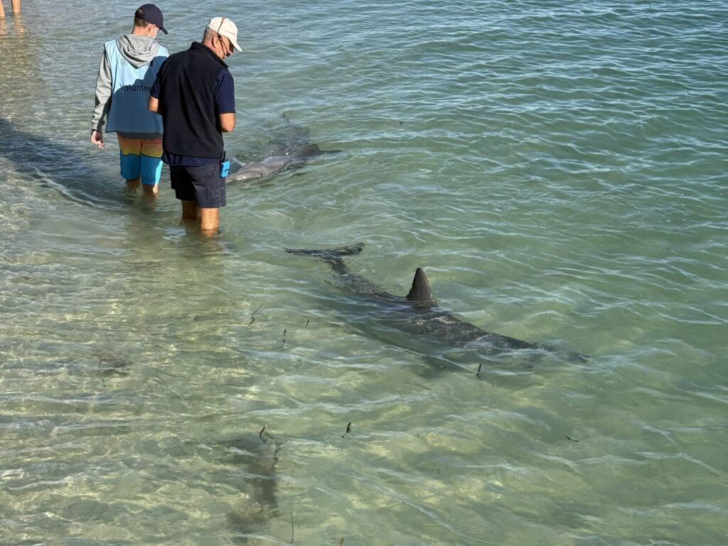 2 people feeding dolphins at Monkey Mia, Western Australia