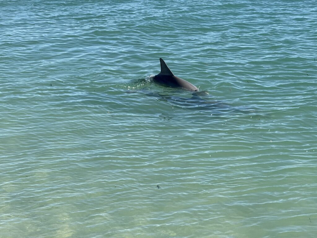 Dolphin fin exposed above the water