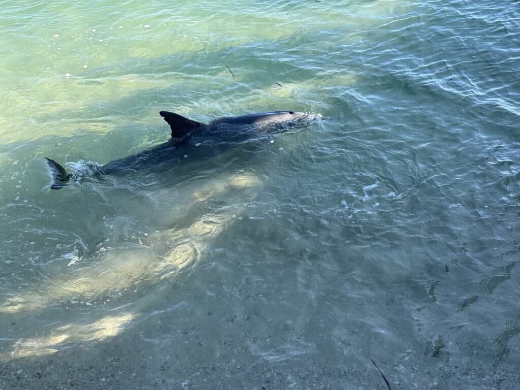 Dolphin swimming int he shallows at Monkey Mia in Western Australia