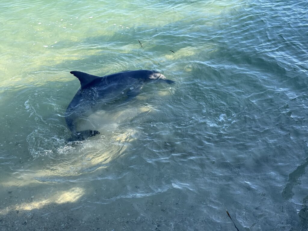 Dolphin turning sharply in the shallow waters at Monkey Mia, Western Australia