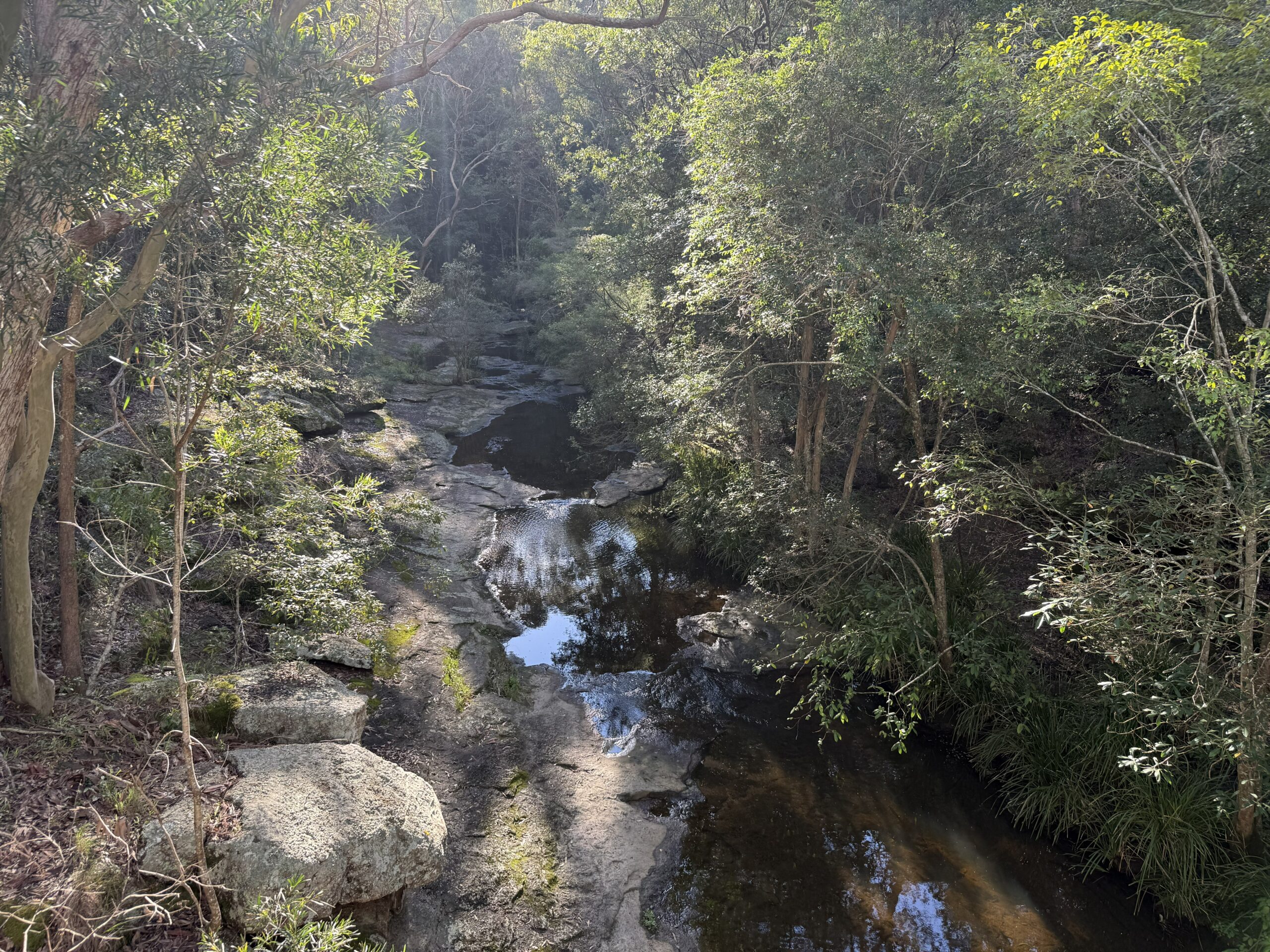 Looking up the valley along Flaggy Creek surrounded by spotted gums and the sound of bellbirds