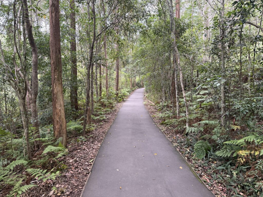 Wide bitumen path through the spotted gum forest provides easy walking on the Yuelarbah Walking Track