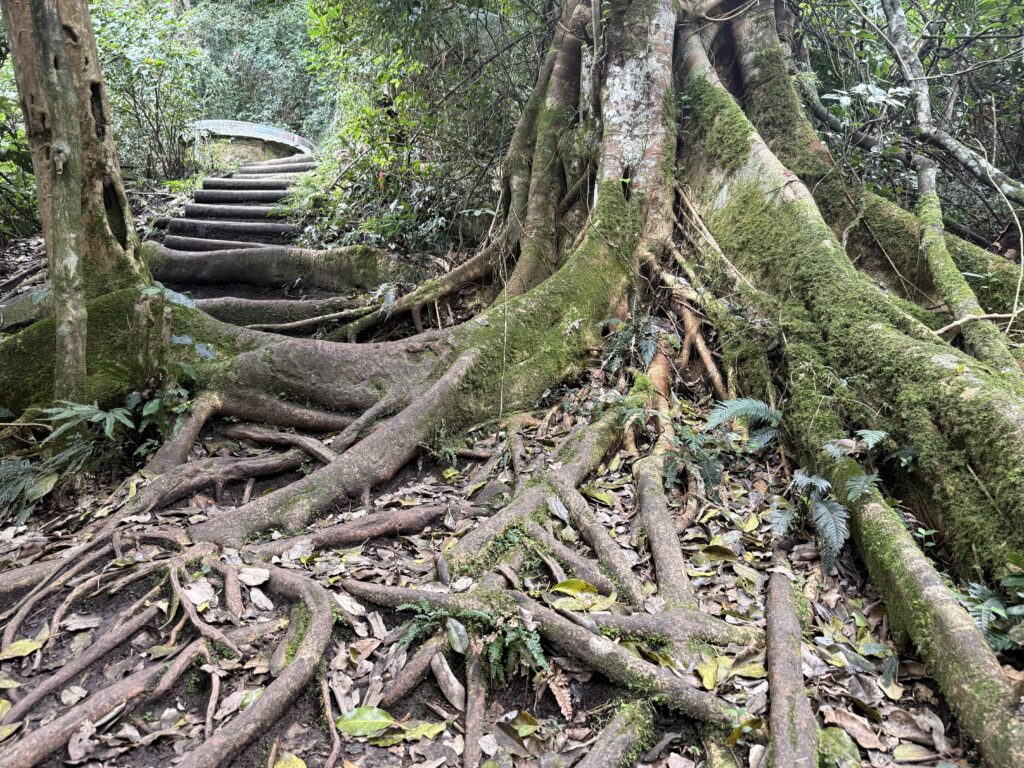 Walking track becomes more difficult as you navigate around tree roots