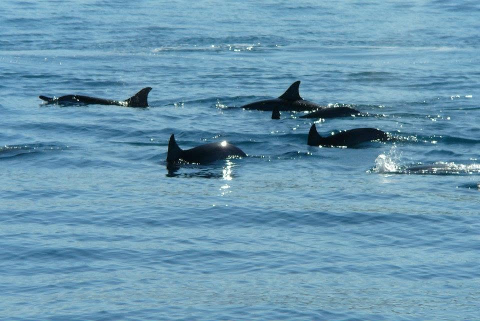 Pod of dolphins on a calm day