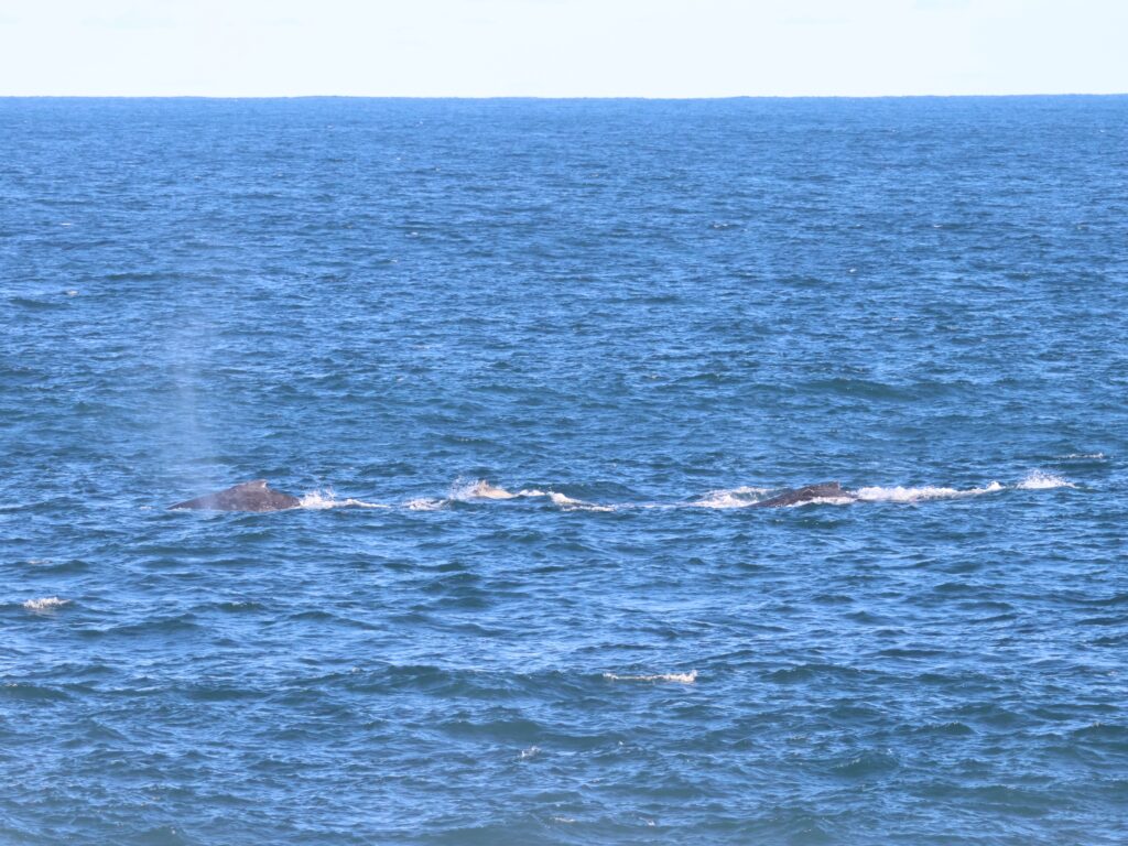 Dolphin swimming between 2 humpback whales off Boat Harbour Whale Lookout in blue ocean waters