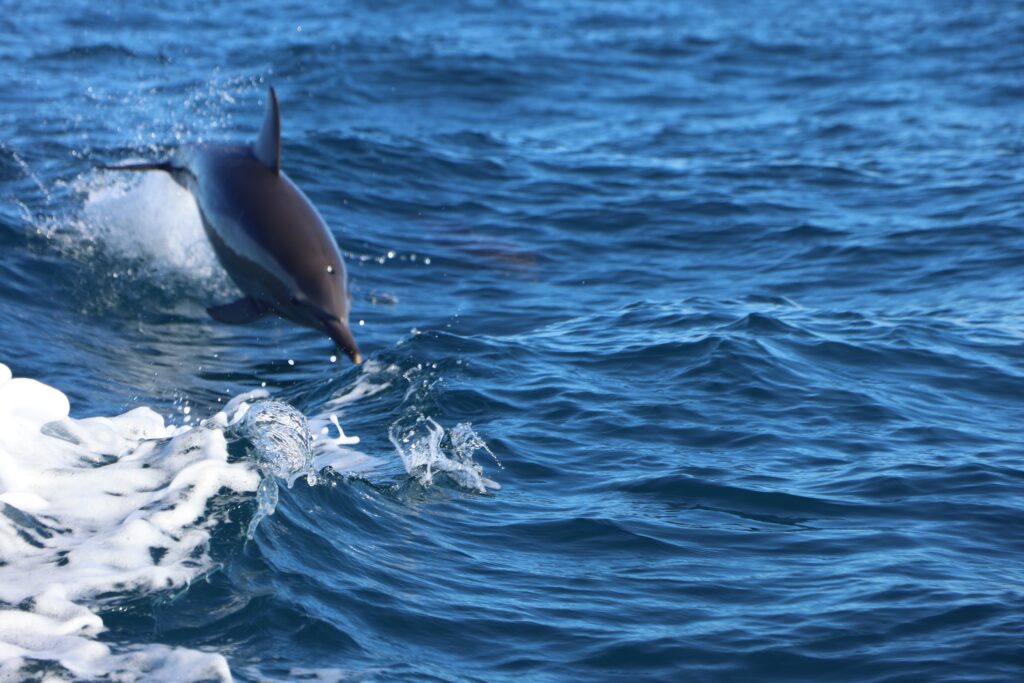 Dolphin jumping out of the water whilst playing in the wake of our boat