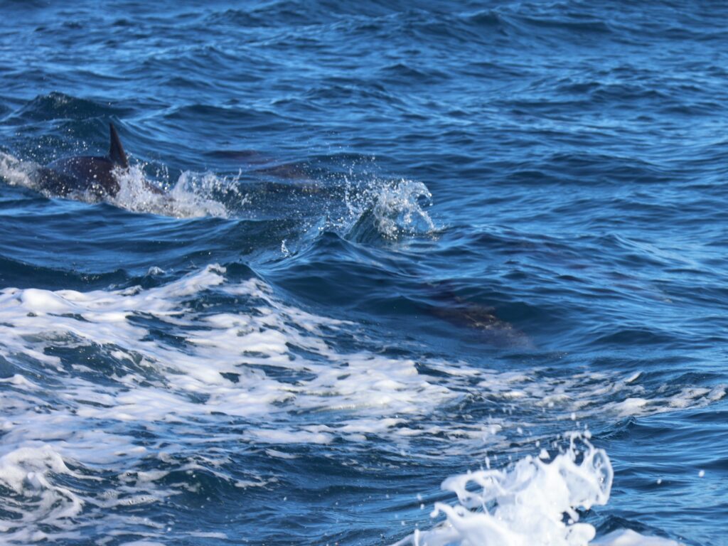 Dolphins playing in the wake of a boat - one above water and one below