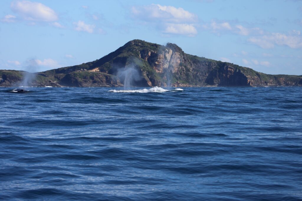 Two whales blow as they surface for a breath off Broughton Island