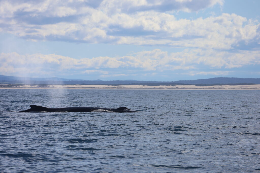 Humpback Whale blows whilst taking a breath on its annual migration up the Australian East Coast