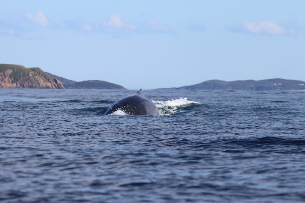 Humpback whale heading towards boat off Broughton Island