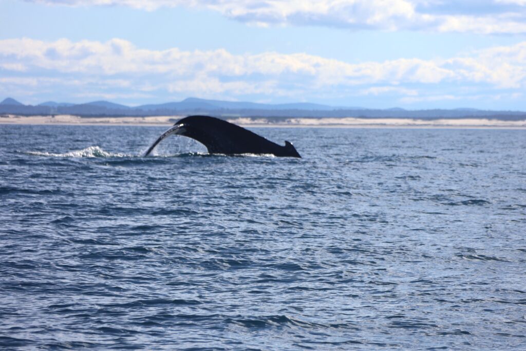 Profile of whale diving off Hawks Nest