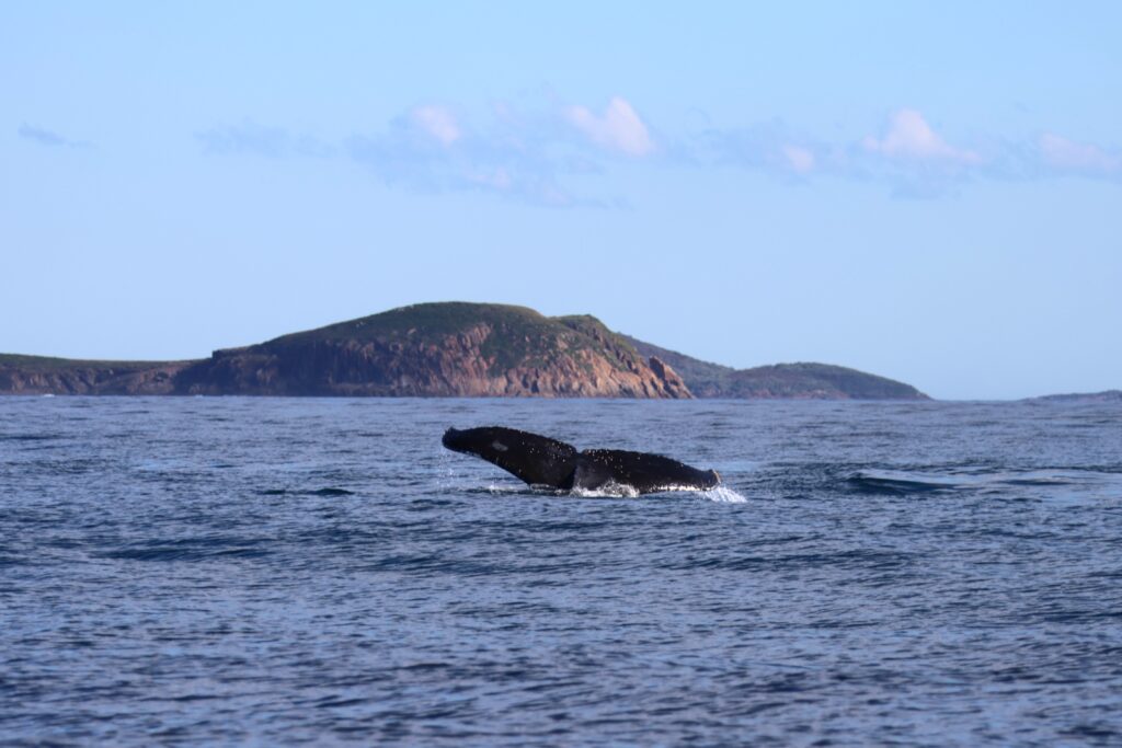 Whale tail as it dives underwater