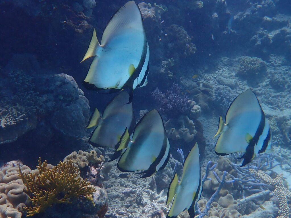 A school of tropical fish swim past on a snorkelling tour on the Great Barrier Reef