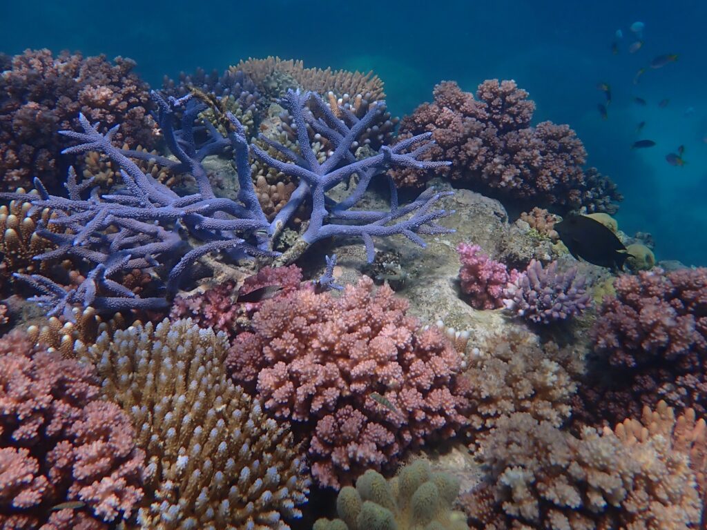 Blue branching coral stands out on the coral reef during a snorkelling adventure on the Great Barrier Reef