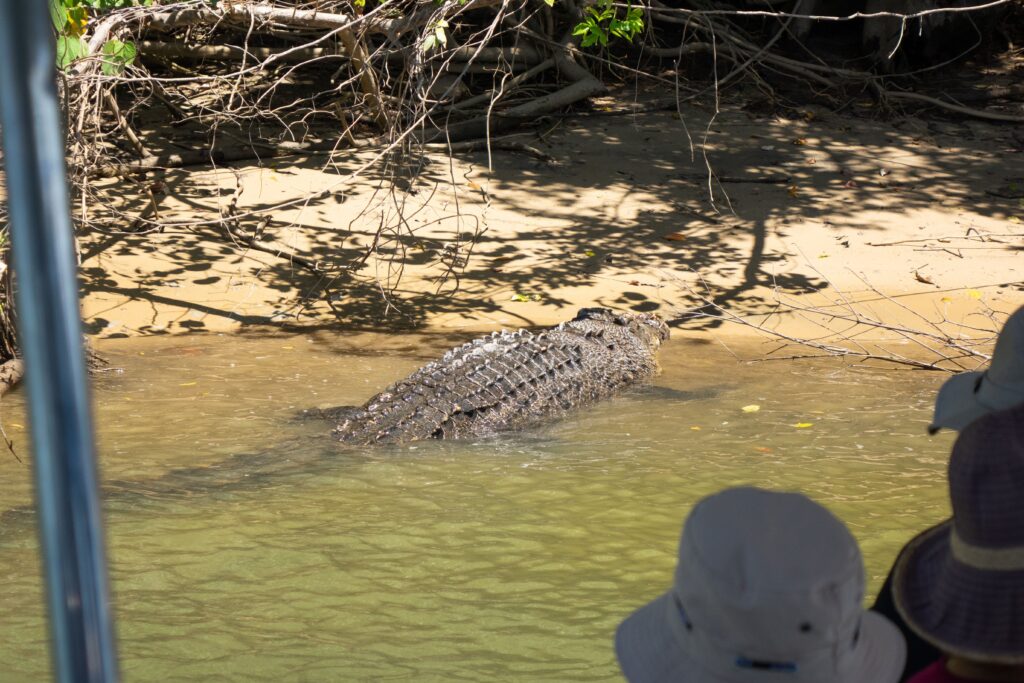 People spot a crocodile sunbathing on the edge of the Daintree River whilst on a Daintree River Crocodile Cruise.